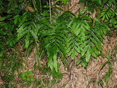 Phlebodium decumanum