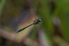 Hemicordulia continentalis