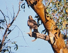 Hieraaetus morphnoides