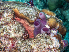 Clathria curacaoensis