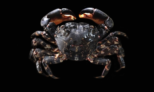 Marbled Crab
