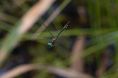 Hemicordulia continentalis