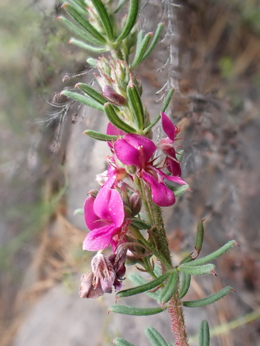 Image of Indigofera rhodantha by (c) Ren Hoekstra, some rights reserved (CC BY)