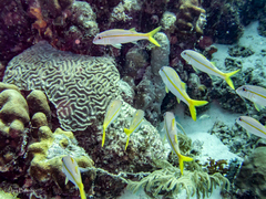 Mulloidichthys martinicus