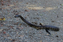 Notechis scutatus scutatus