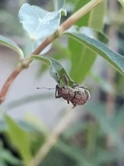 Pantomorus postfasciatus