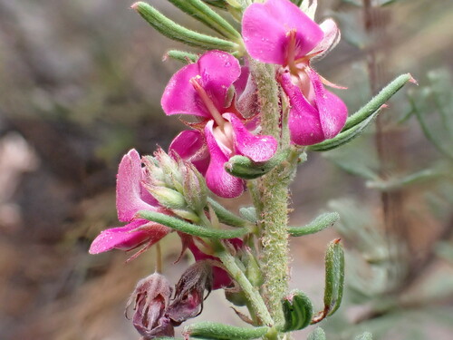 Image of Indigofera rhodantha by (c) Ren Hoekstra, some rights reserved (CC BY)