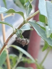 Pantomorus postfasciatus