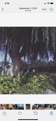 Salix babylonica