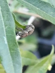 Pantomorus postfasciatus