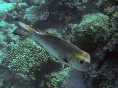 Monotaxis grandoculis