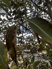 Eucalyptus robusta