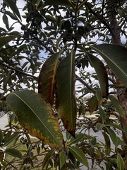 Eucalyptus robusta