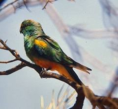 Psephotus varius