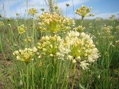Allium flavescens