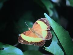 Cupha prosope