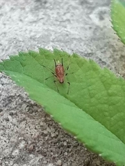 Macrosiphum