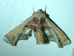 Eutelia pulcherrimus