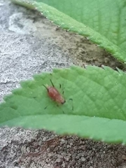 Macrosiphum
