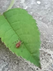 Macrosiphum