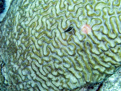 Colpophyllia natans