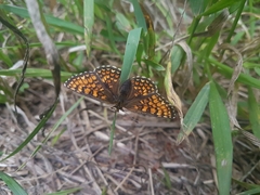 Melitaea athalia