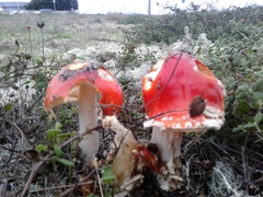 Amanita muscaria muscaria