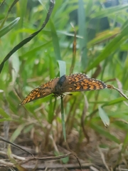 Melitaea athalia