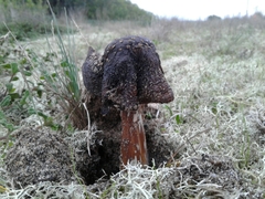 Amanita muscaria muscaria