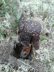 Amanita muscaria muscaria