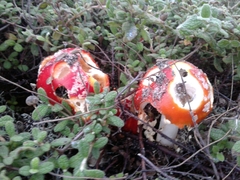 Amanita muscaria muscaria