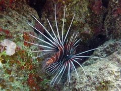 Pterois cincta