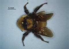 Bombus fervidus