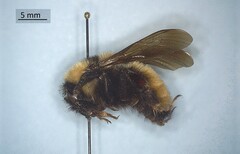 Bombus fervidus