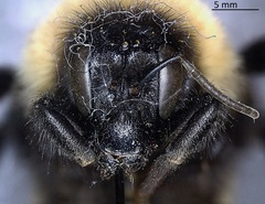 Bombus fervidus