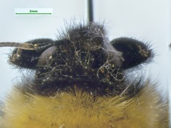 Bombus fervidus