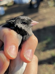 Junco hyemalis thurberi