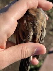 Junco hyemalis thurberi