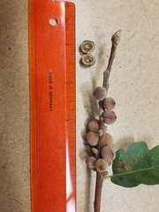 Disholcaspis simulata