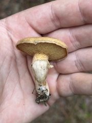 Suillus salmonicolor