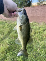 Micropterus floridanus