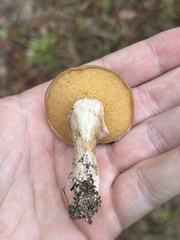 Suillus salmonicolor
