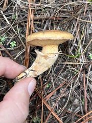 Suillus salmonicolor