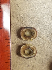 Disholcaspis simulata