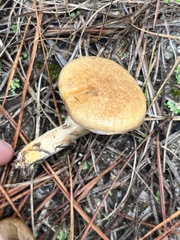 Suillus salmonicolor