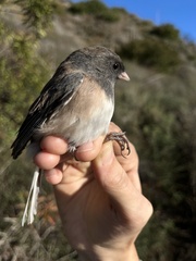 Junco hyemalis thurberi