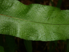 Phlebodium decumanum