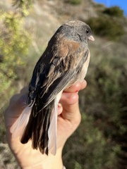 Junco hyemalis thurberi
