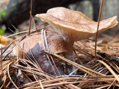 Rhodocollybia butyracea