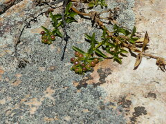 Teedia lucida